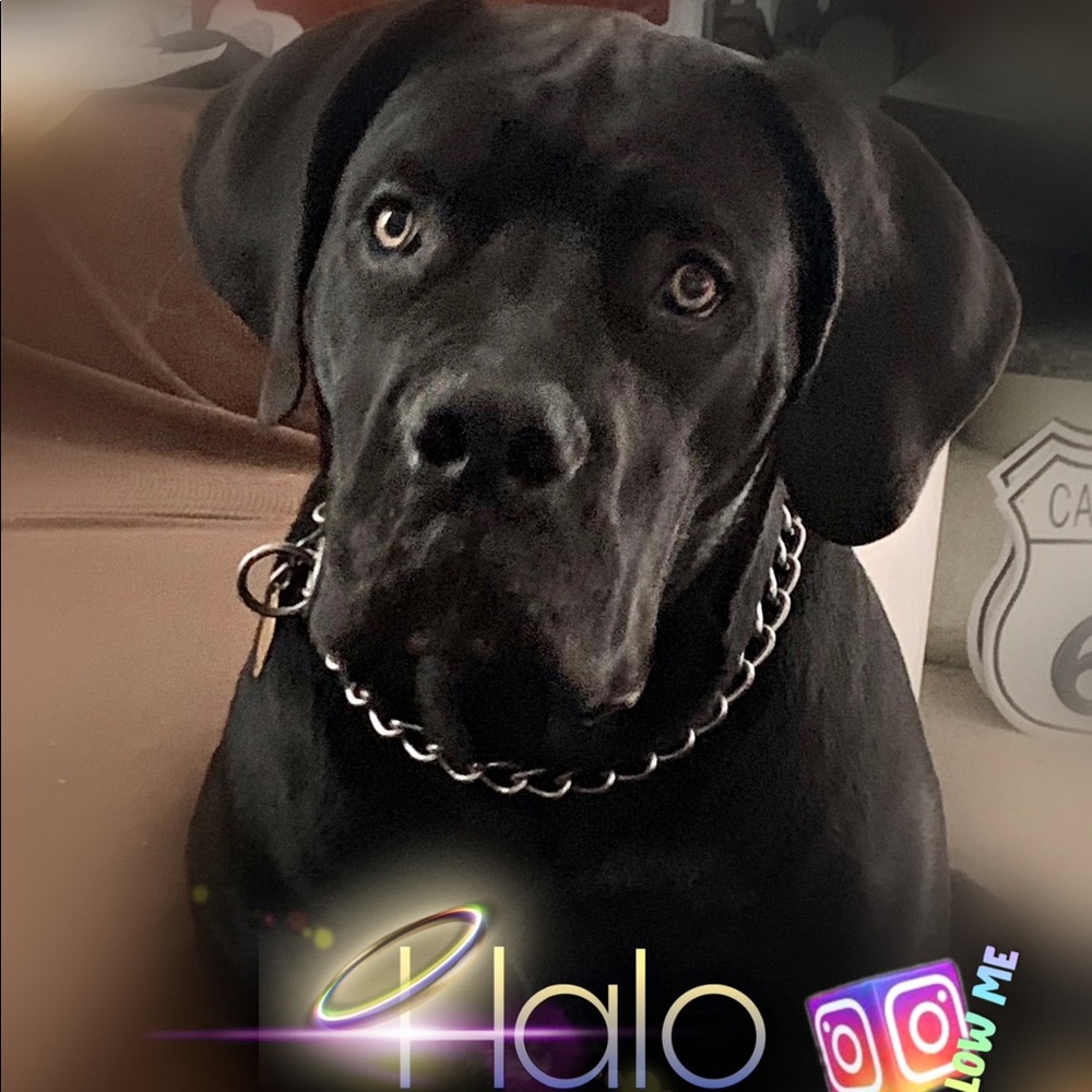 Halo.The.Boerboel